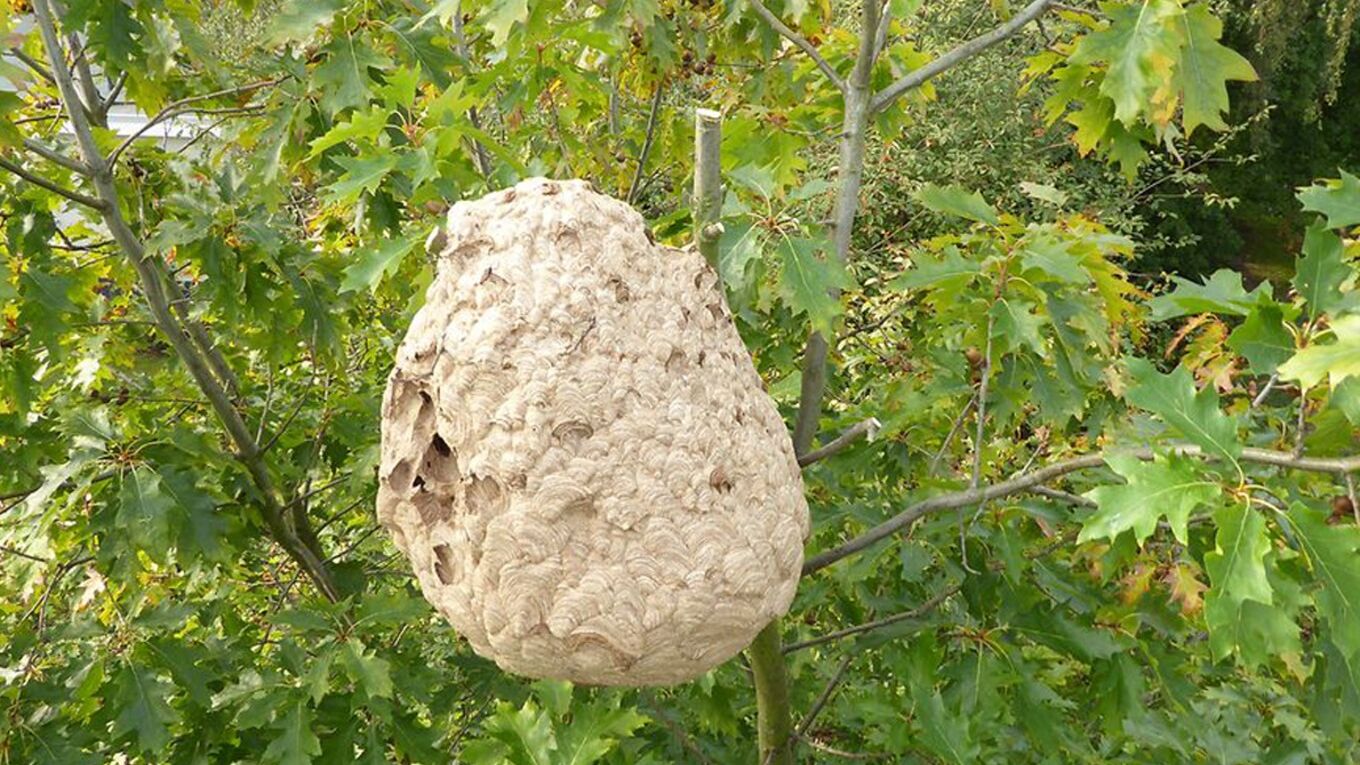 Nest der Asiatische Hornisse