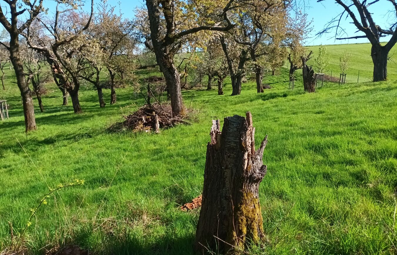 Blick auf die Streuobstwiese Freital-Weißig im Sonnenlicht