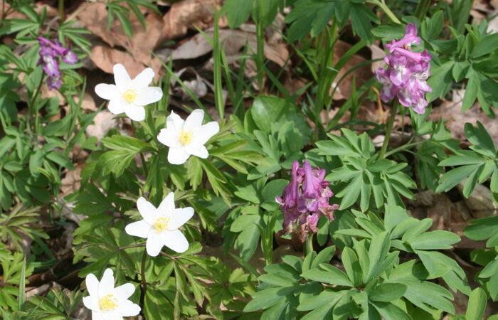 Foto von Pflanzen und Blüten.