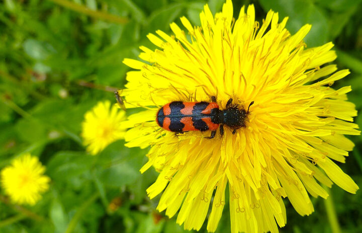 Blick von oben auf den Zottigen Bienenkäfer, der auf einer gelb leuchtenden Blume sitzt