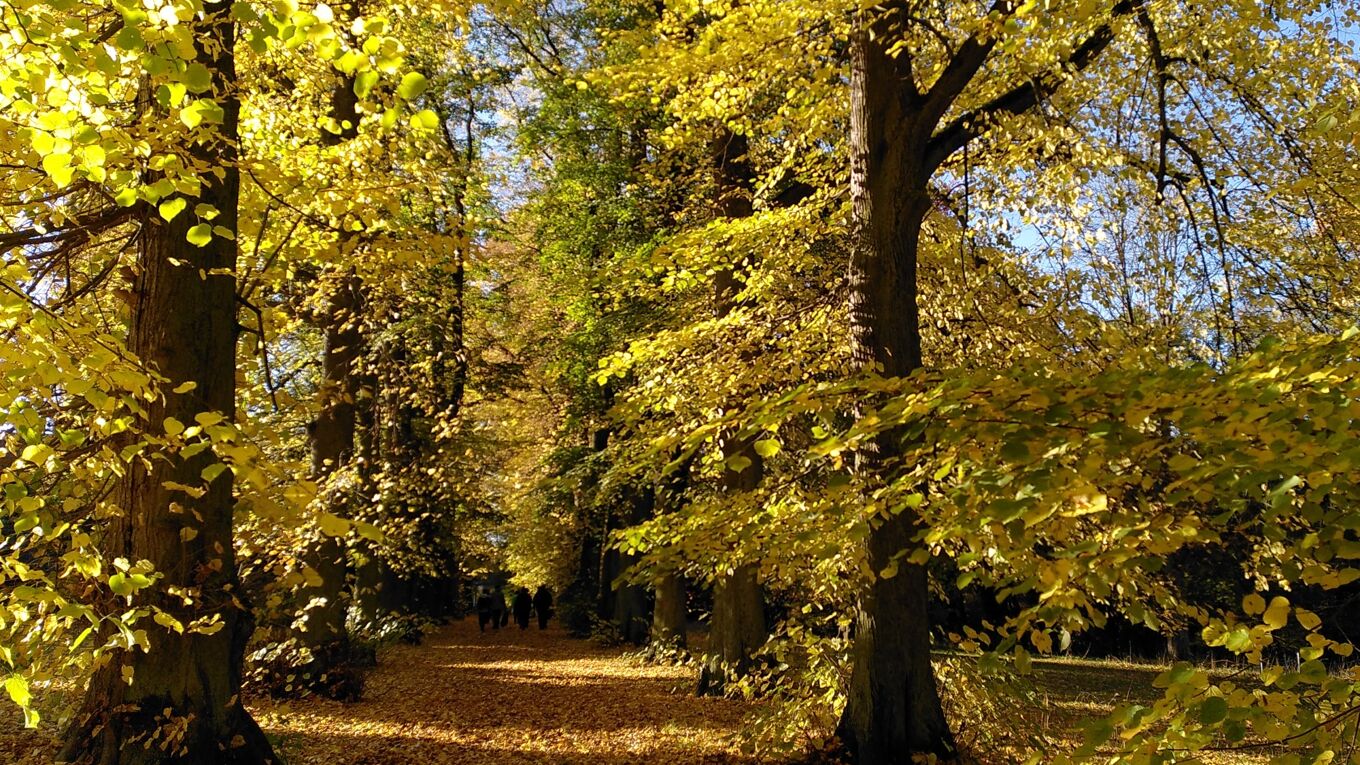 Lindenallee Schlosspark Wechselburg im herbstlichen Gelb