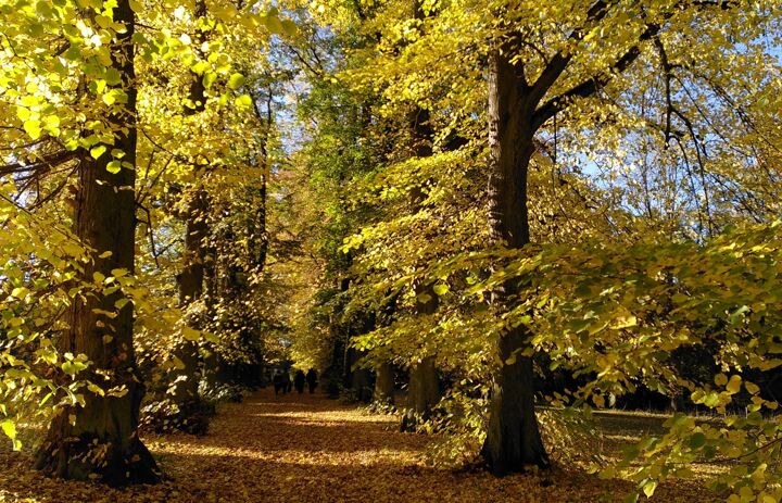 Lindenallee Schlosspark Wechselburg im herbstlichen Gelb - Link: #Schlosspark Wechselburg