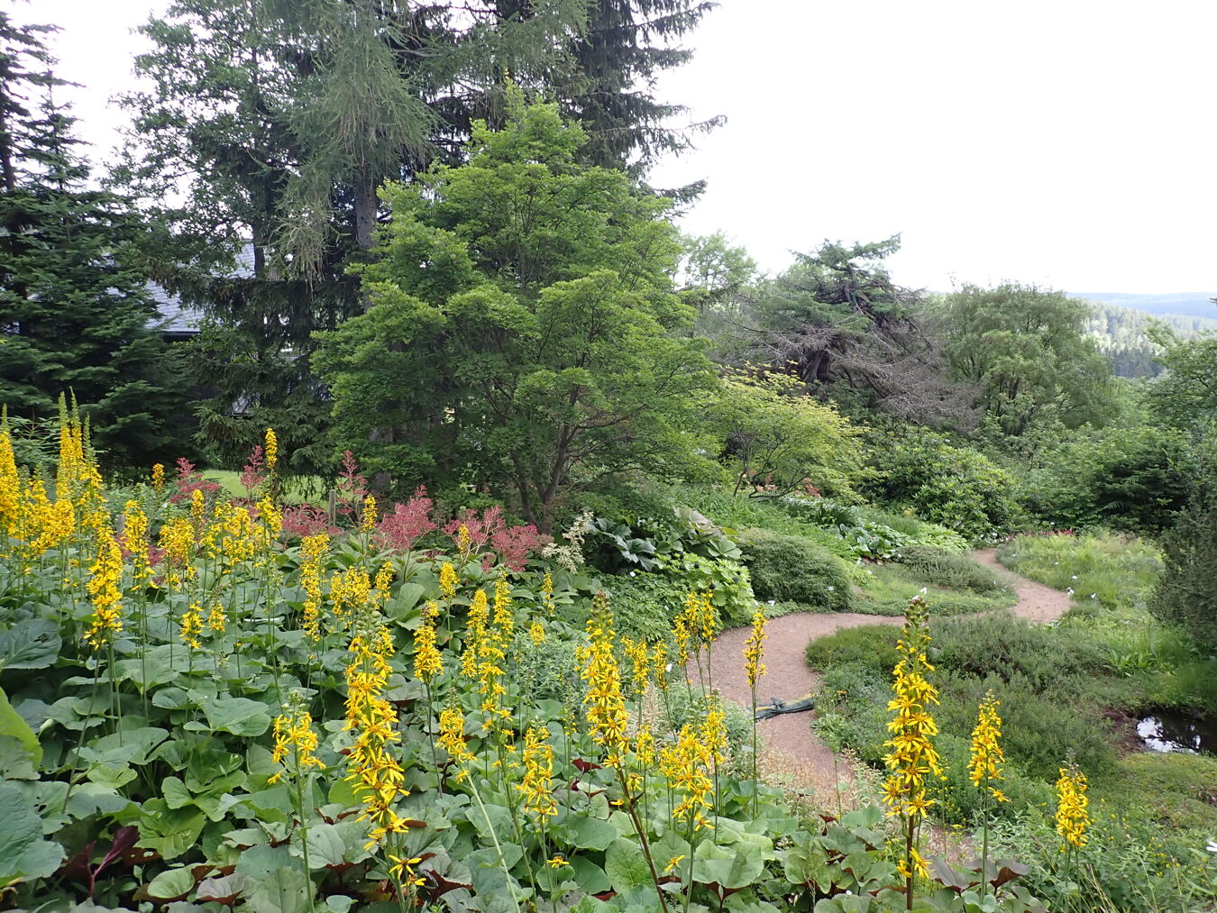 Weg durch den Botanischen Garten Schellerhau