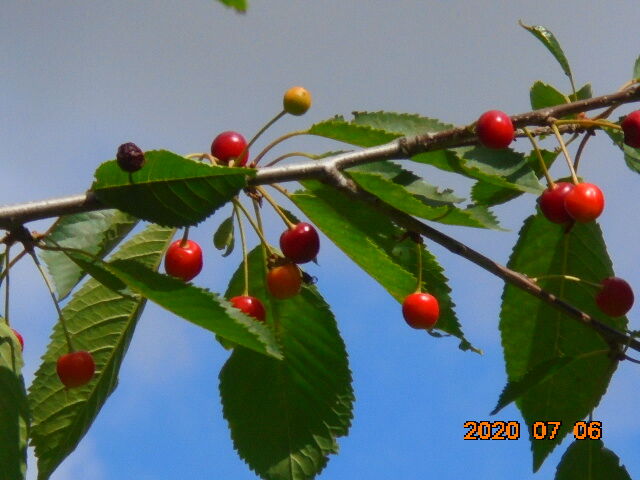 Kirschen auf der Feuchtwiese Diera-Zehren