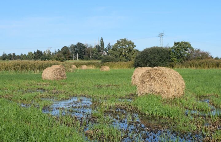 Heuballen in einer Feuchtwiese.