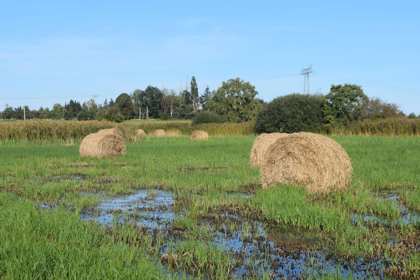 Heuballen