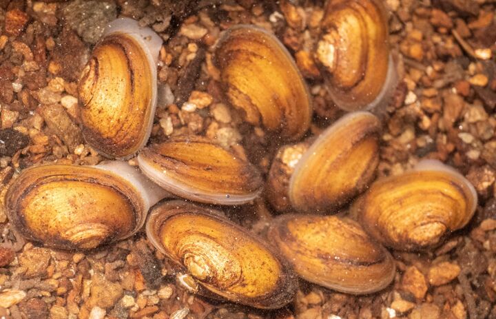 Link: Bildungsmodul Großmuscheln und Makrozoobenthos 2026
