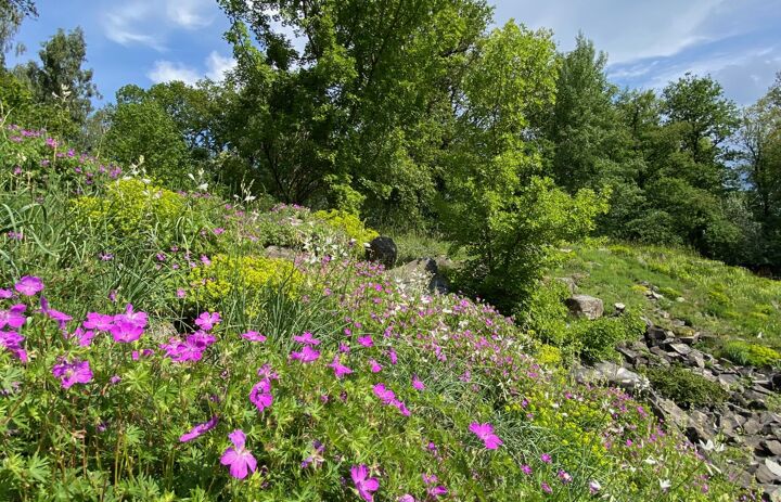 Blühaspekt im Botanischen Garten Chemnitz, 
Foto: Botanischer Garten Chemnitz
