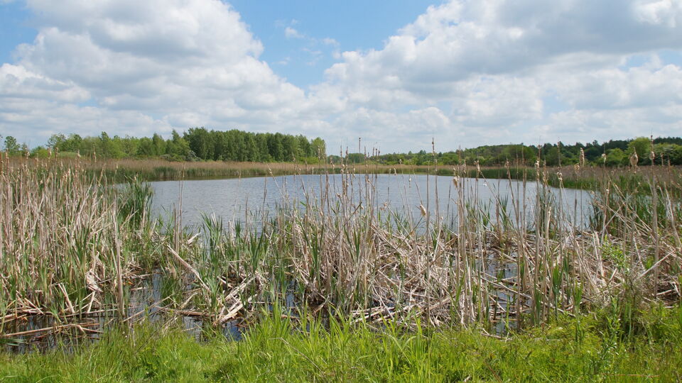 Blick auf  See mit Schilfvegetation am Ufer.