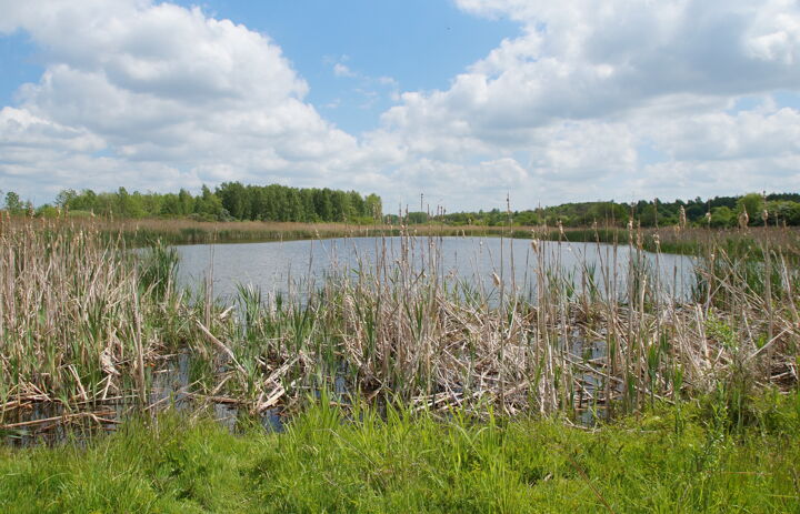 Blick auf  See mit Schilfvegetation am Ufer.