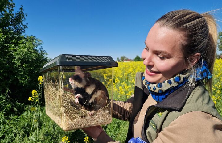 Link: Erste Feldhamster in 2025 ausgewildert 