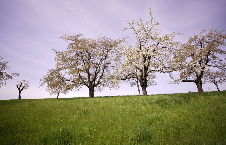 Blick auf blühende Obstbäume.