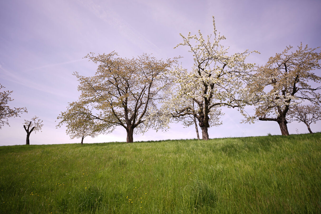Obstbluete Neukirchen