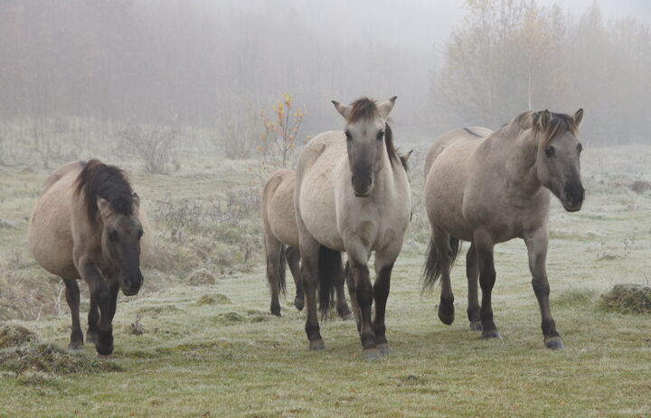 Konik-Pferde auf der LaNU-eigenen Fläche Bergbaufolgelandschaft Bockwitz