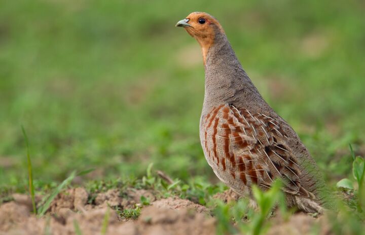 Link: 14. Sächsische Ornithologentagung