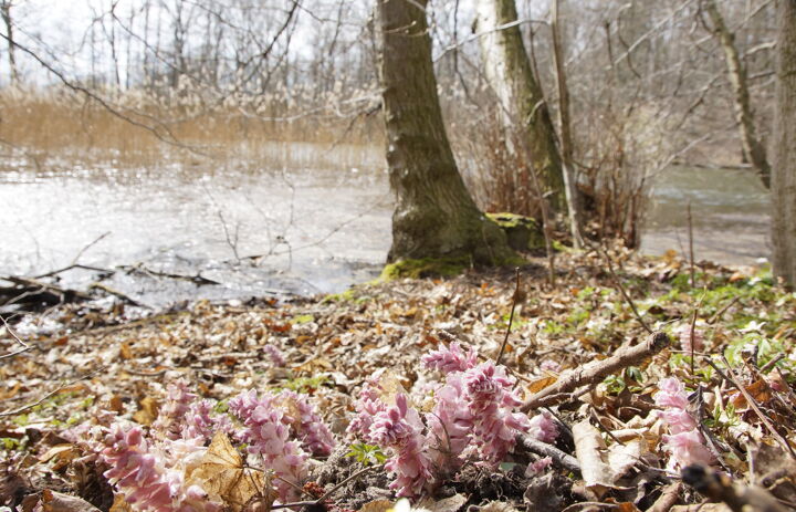 floristische Impression am Ufer des Burgstädtelteichs in Graupzig