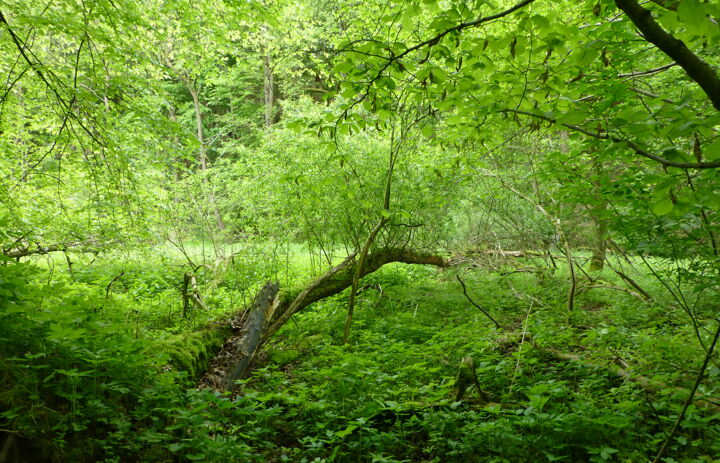 Wald um den Giksteich auf der LaNU-eigenen Fläche Brösen Giksteich