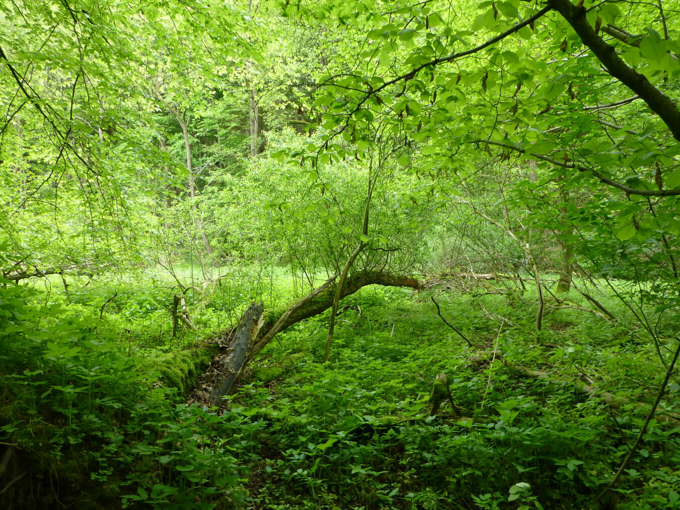 Wald um den Giksteich Brösen 2