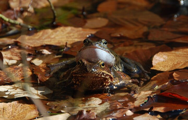 Link: JuNa-Artenforscher*innen-Camp "Artenkenntnis Amphibien"