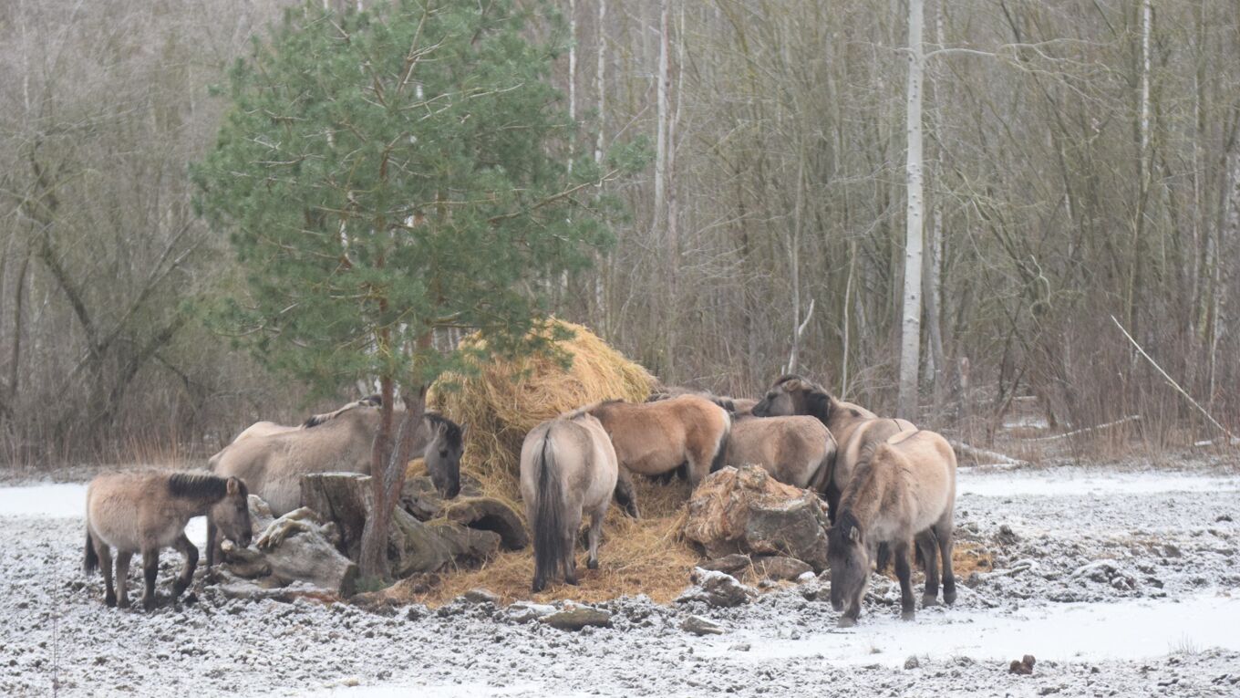 Pferde fressen an Heuballen in verschneiter Landschaft