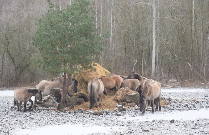Pferde fressen an Heuballen in verschneiter Landschaft - Link: Winterspaziergänge in unsere Naturparadiese sind ein echtes Erlebnis