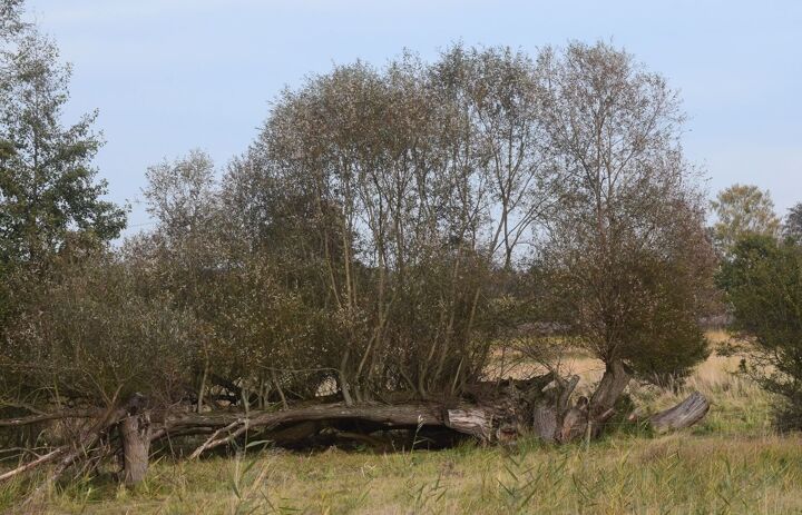 Weide bei Wölpern.