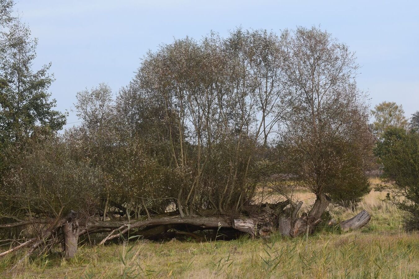 Weide.Woelpern