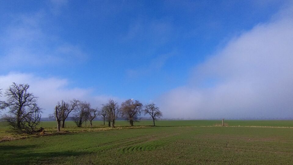 Foto von Pflaumenbäumen am Wegrand. Dahinter blauer Himmel.