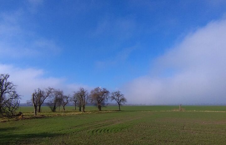 Foto von Pflaumenbäumen am Wegrand. Dahinter blauer Himmel.