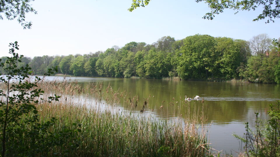 Flussaue mit Ufervegetation und Schwänen.