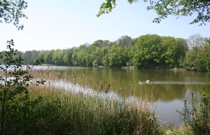 Flussaue mit Ufervegetation und Schwänen.
