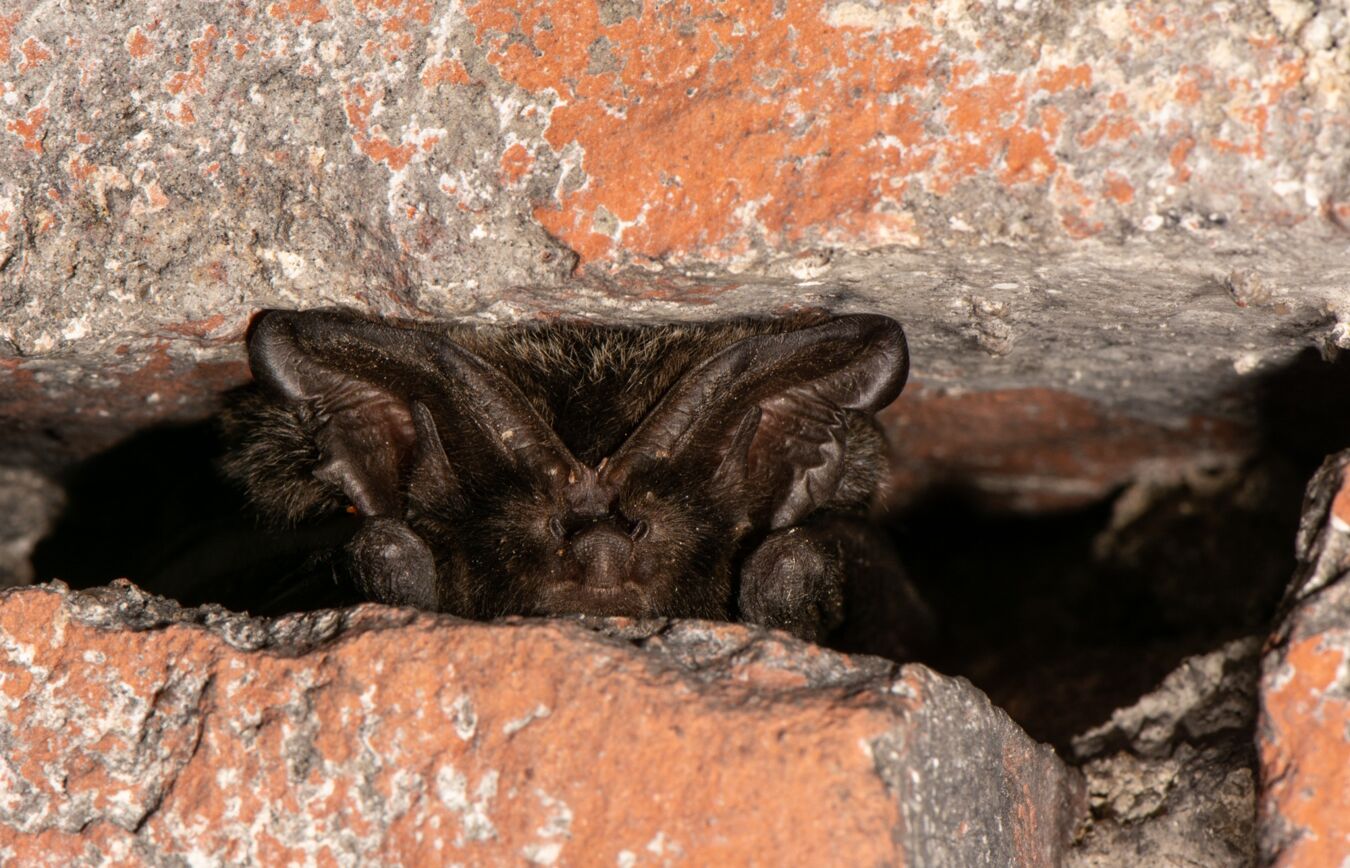 Mopsfledermaus