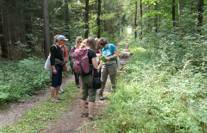 Link: Artenkenntnis Botanik - Schwerpunkt Pflanzen des Waldes und Waldrandes