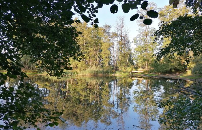 Foto von sich im Wasser spiegelnden Bäumen in Wellaune Bruch.