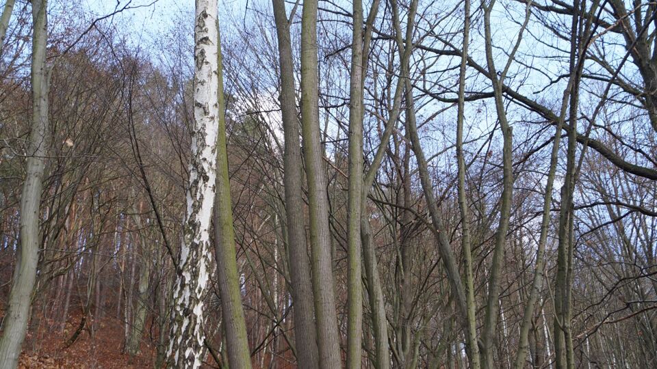Blick auf eine Trockenmauer im Herbstwald.