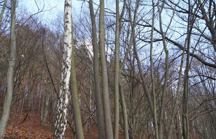 Blick auf eine Trockenmauer im Herbstwald.