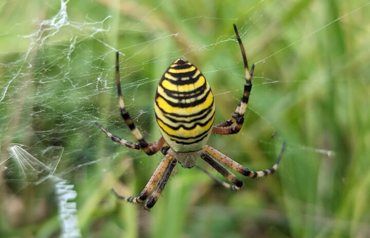 Link: JuNa-Artenforscher*innen-Camp "Spinnen"