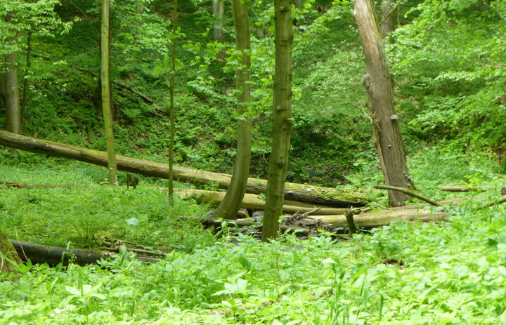 Wald um den Giksteich auf der LaNU-eigenen Fläche Brösen Giksteich
