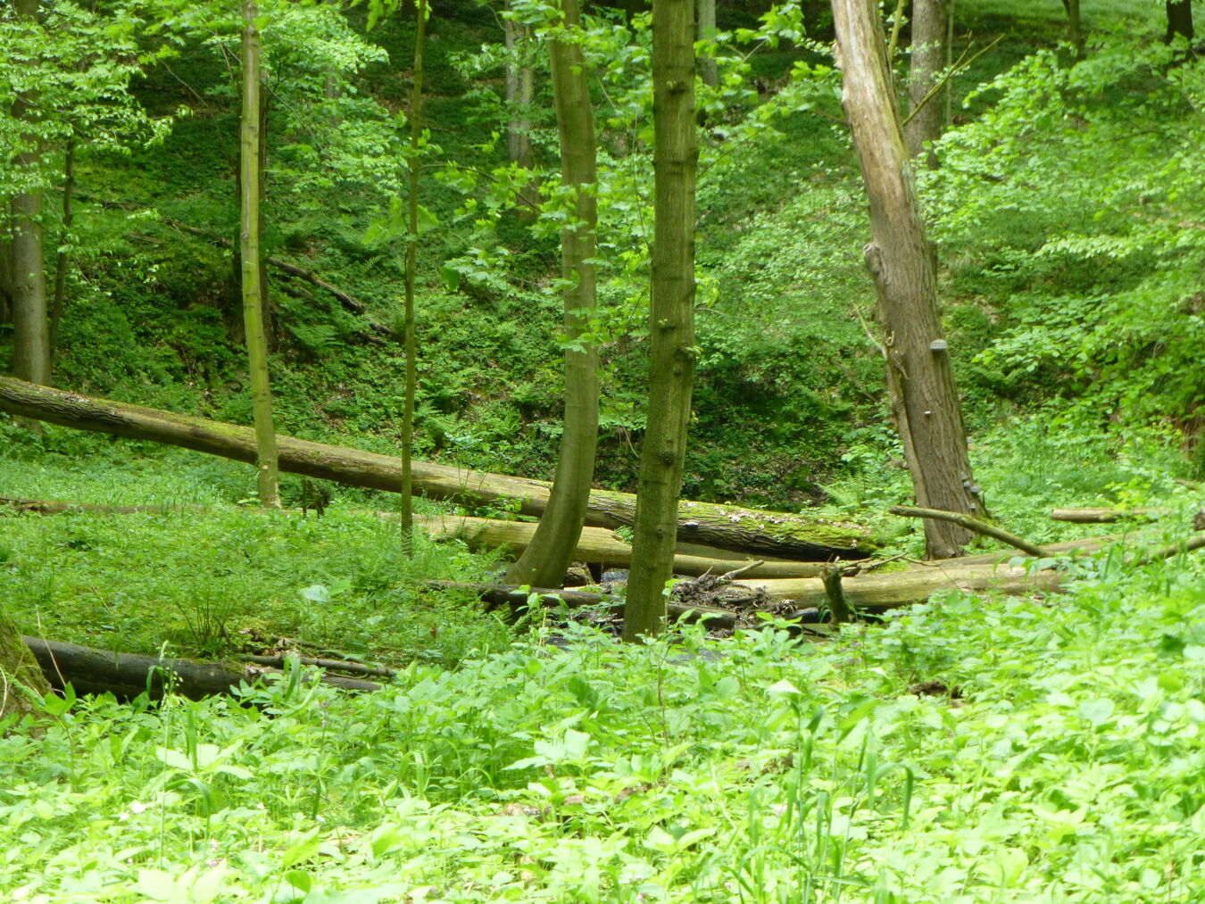 Wald um den Giksteich Brösen