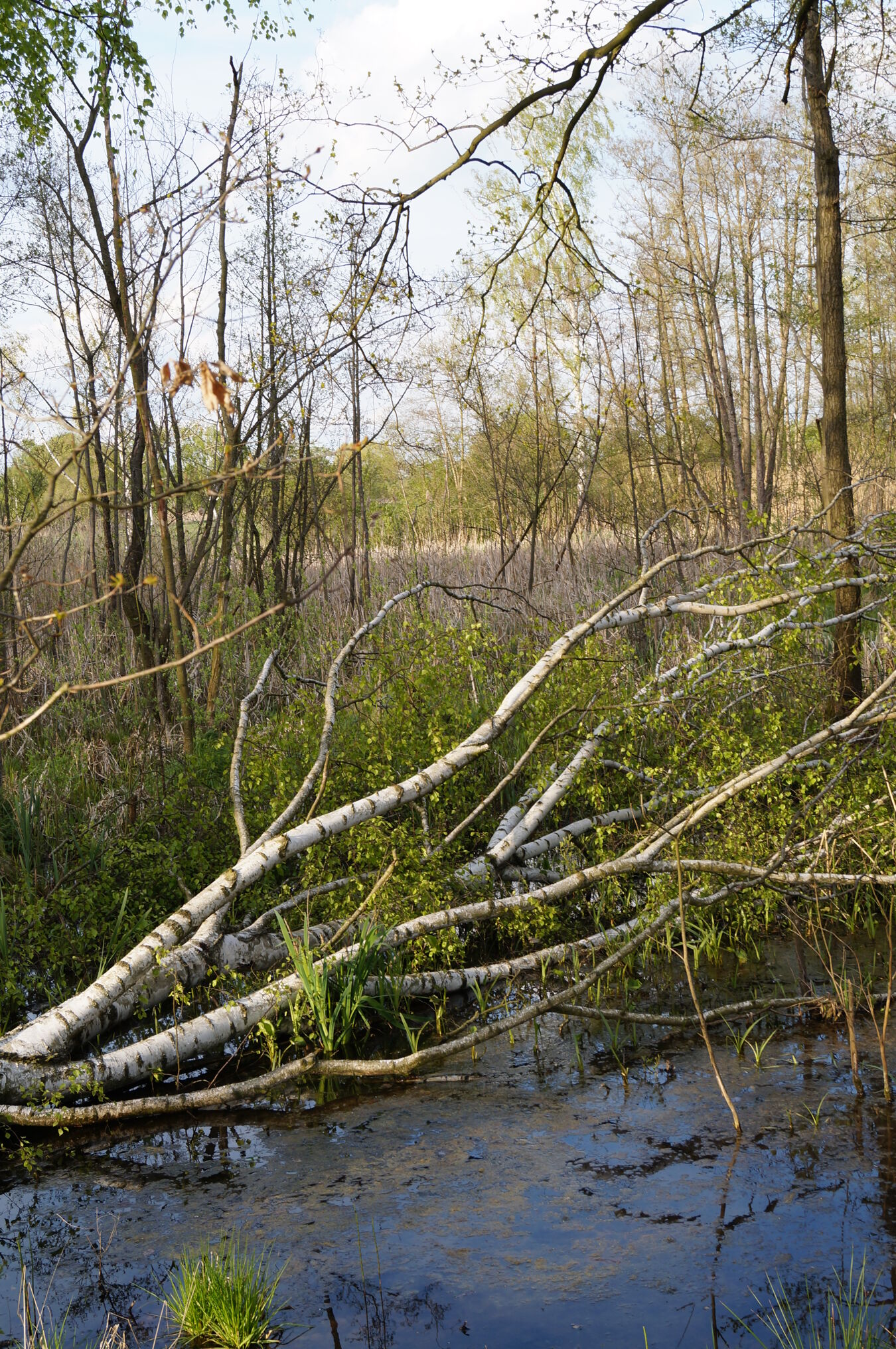 Feuchtgebiet Wellauner Bruch