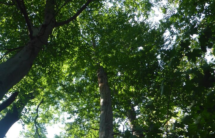 Link: 2. Wechselburger Parkgespräch - Privatwald im Klimawandel