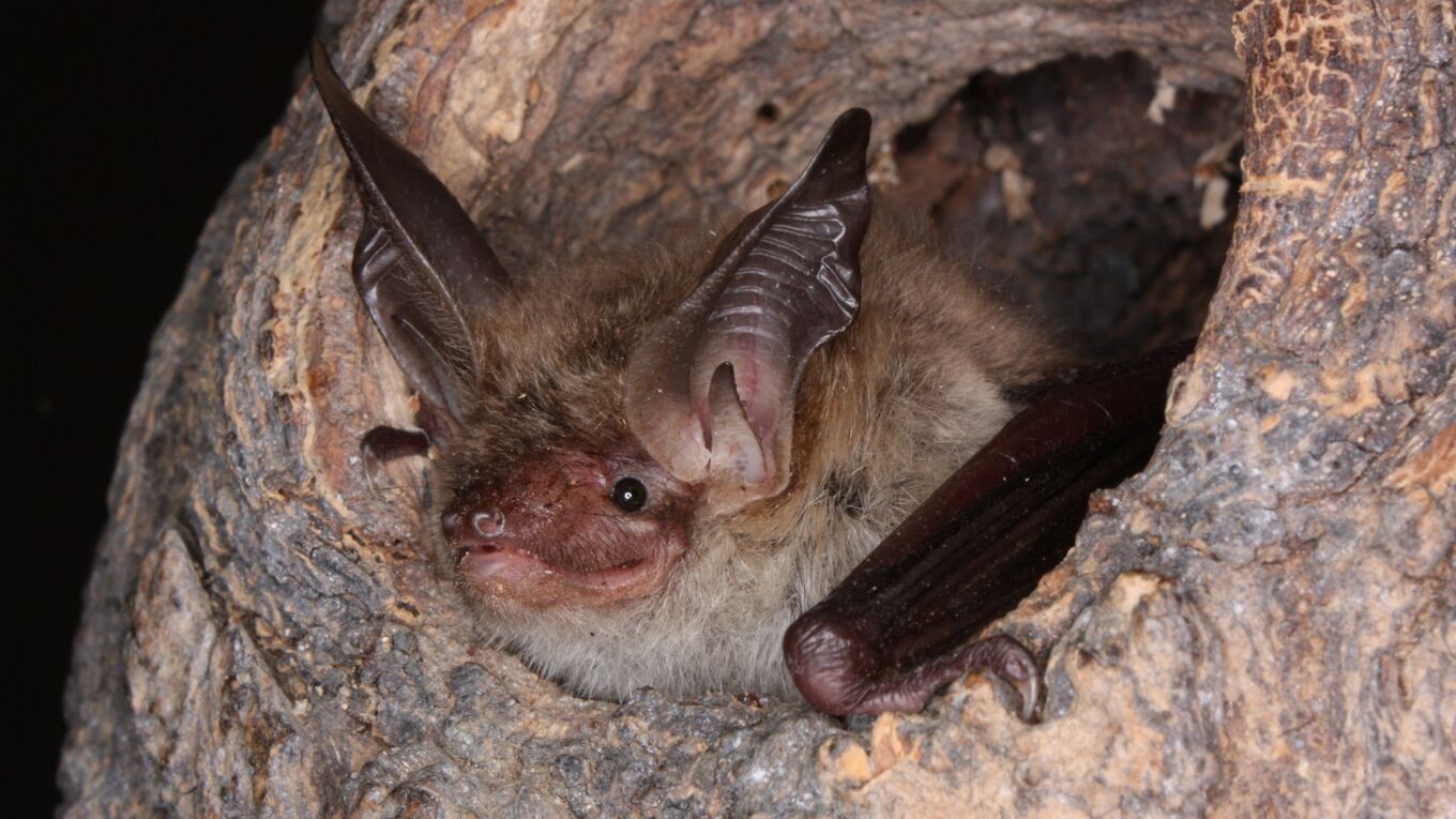 Bechsteinfledermaus, Foto: S. Pocha Bechsteinfledermaus in Baumloch