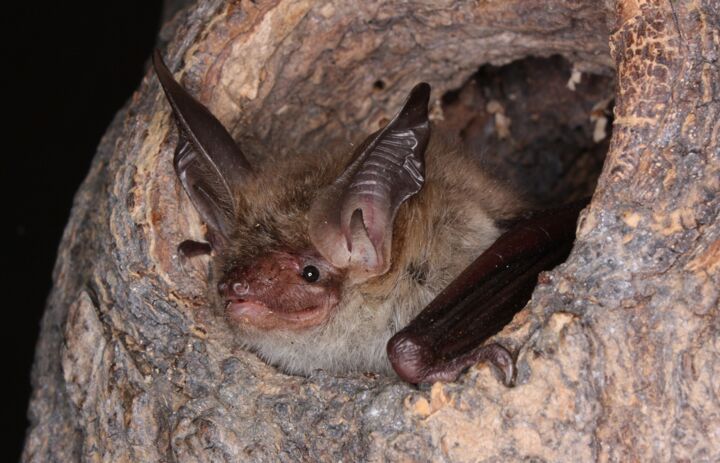 Bechsteinfledermaus, Foto: S. Pocha Bechsteinfledermaus in Baumloch - Link: Projektkoordinator (m/w/d) im Verbundprojekt „Lebensraumschutz für windkraftsensible Fledermäuse"