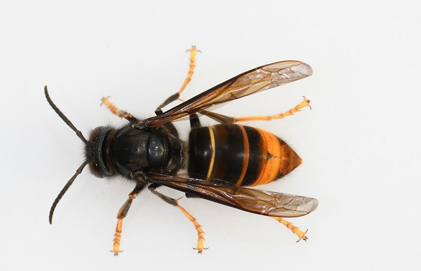 Asiatische Hornisse (Foto: Kai Schütte)