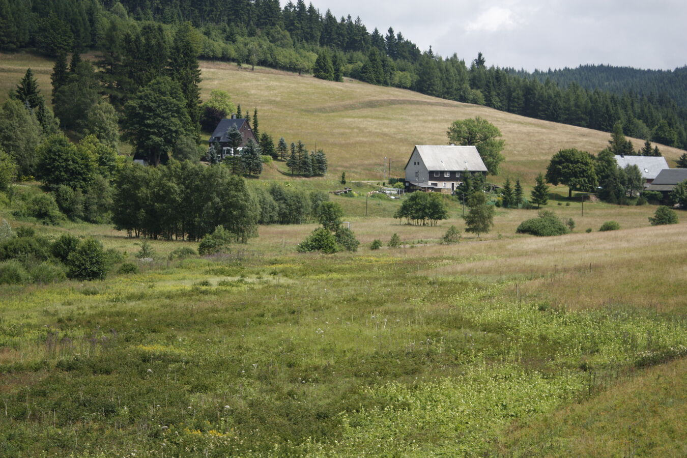 Bergwiesen Rehefeld 1