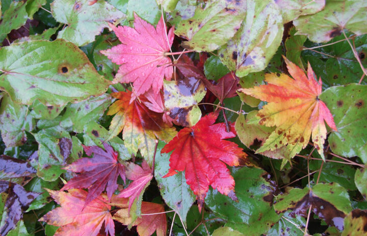 Herbstlaub im Botanischen Garten Schellerhau, Foto: Botanischer Garten Schellerhau