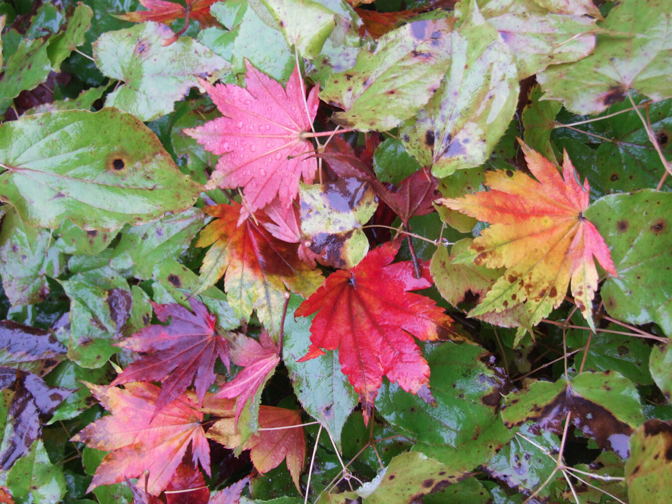 Herbstlaub im Botanischen Garten Schellerhau