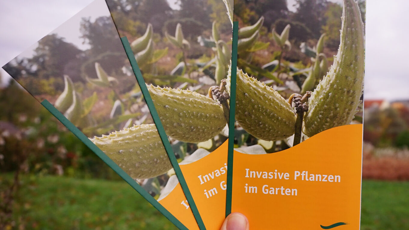 Foto. Eine Hand hält drei Flyer zum Thema invasive Pflanzen im Garten"