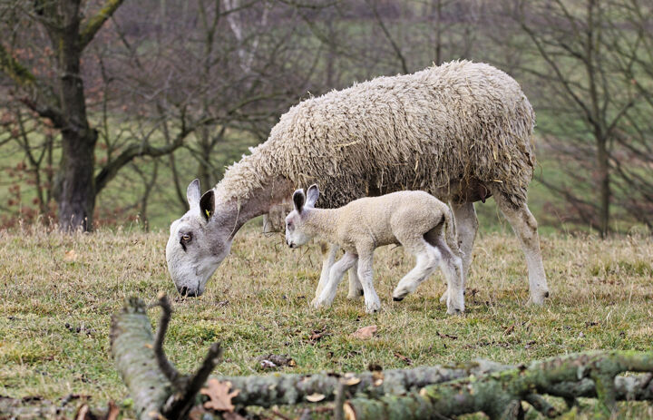 Nahansicht zweier Schafe der Rasse Bluefaced Leicester, die auf der LaNU-eigenen Streuobstwiese Trebsen weiden