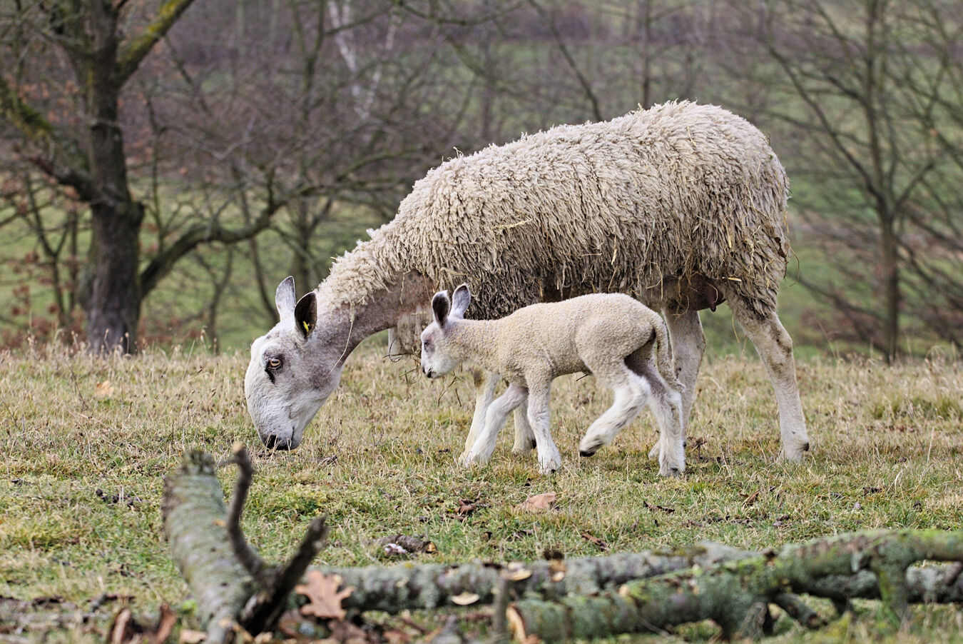 Schafe auf der Streuobstwiese Trebsen